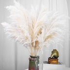 Pampasgras droogbloemen hoog – set van 60