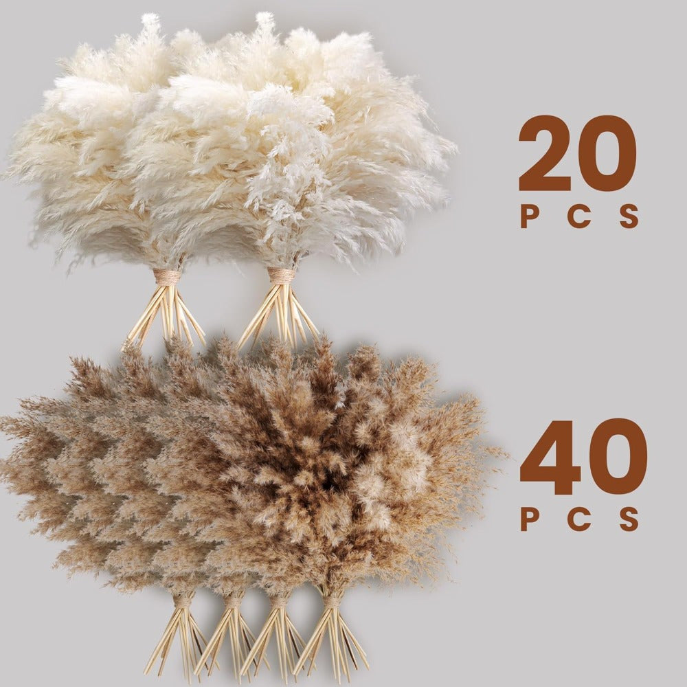 Pampasgras droogbloemen hoog – set van 60
