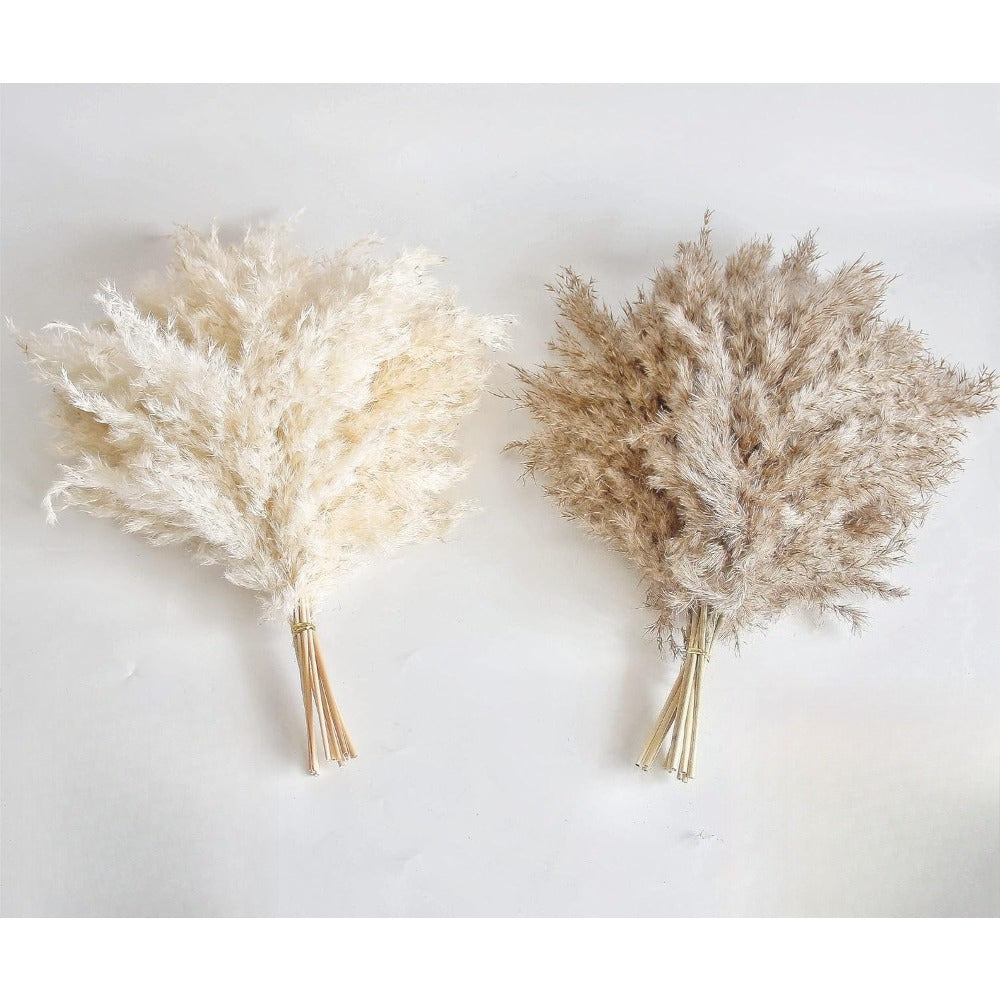 Pampasgras droogbloemen hoog – set van 60
