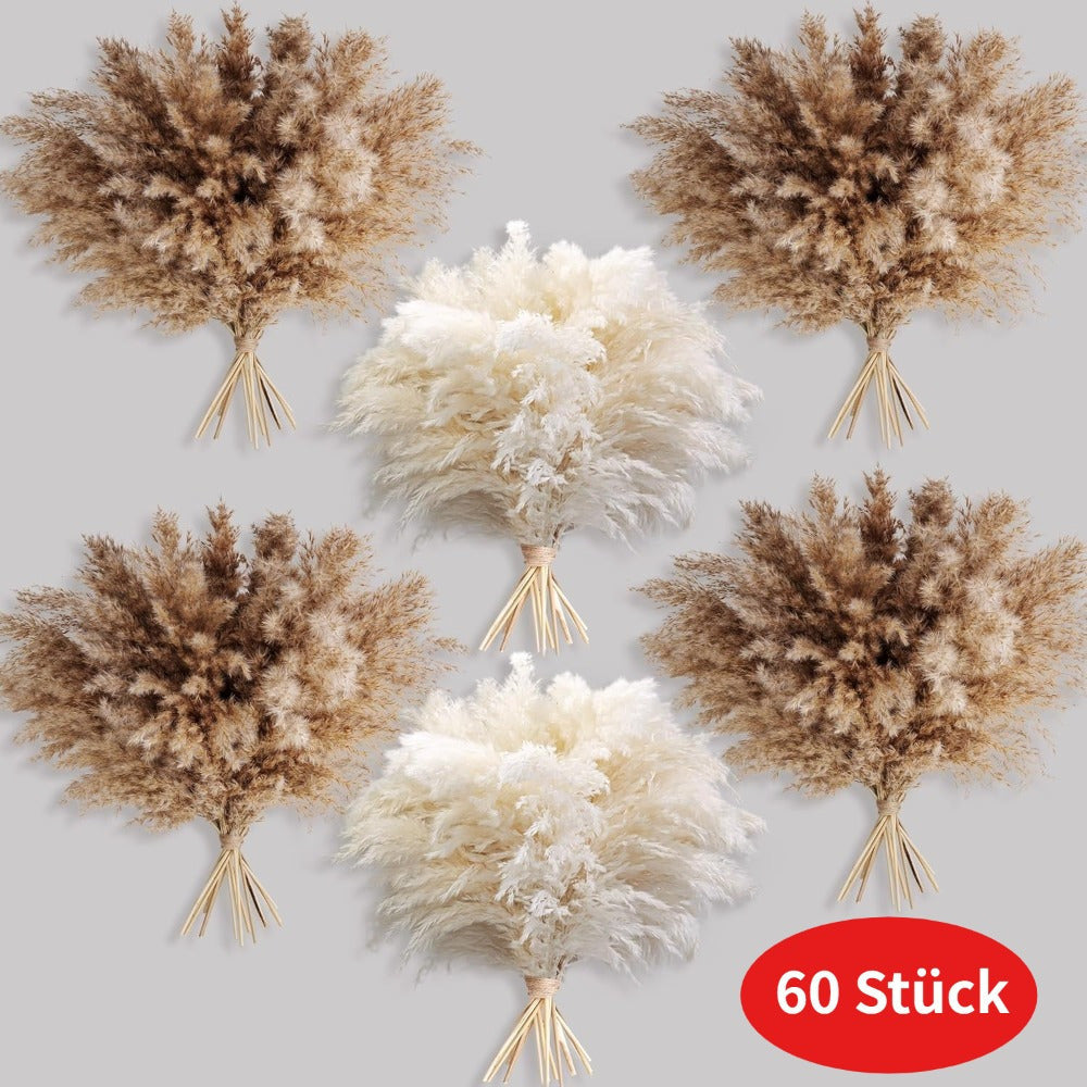 Pampasgras droogbloemen hoog – set van 60