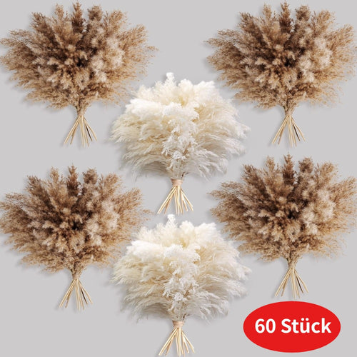 Pampasgras droogbloemen hoog – set van 60