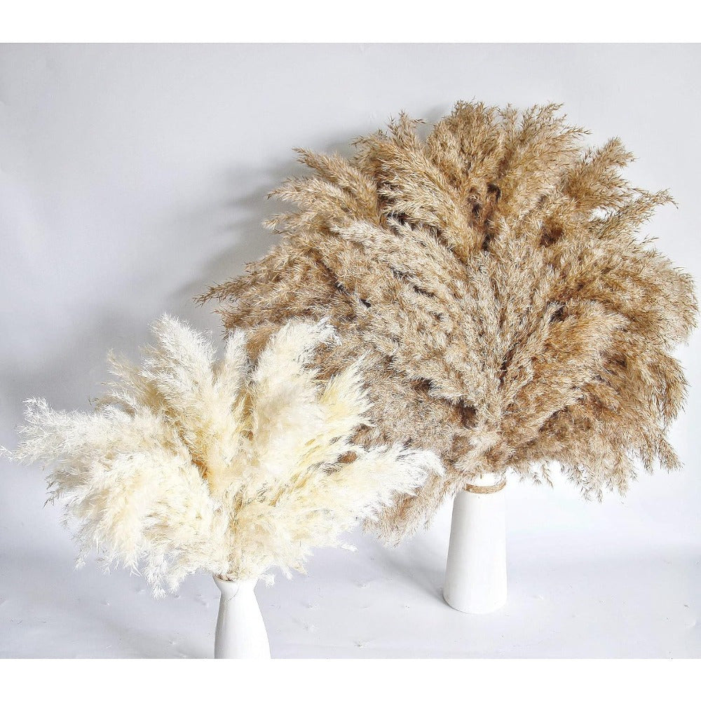 Pampasgras droogbloemen hoog – set van 60